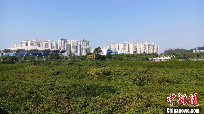 圖為防城港市北部灣海洋文化公園內(nèi)紅樹林郁郁蔥蔥。　馮抒敏 攝