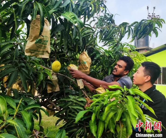 項(xiàng)目組專家在一處芒果生產(chǎn)基地開展田間病蟲害防控指導(dǎo)?！≈兴鼓夏虾献鲗＜医M供圖